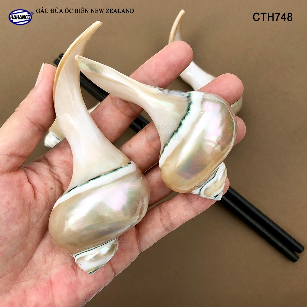 Gác Đũa Ốc Biển Độc Đáo HAHANCO (01 Chiếc) Nghệ Thuật Ẩm Thực Việt - CTH748