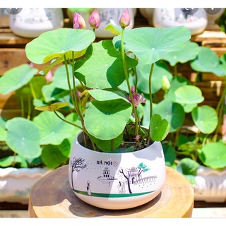 Hạt sen mini nhật 10 hạt full màu 9 màu
