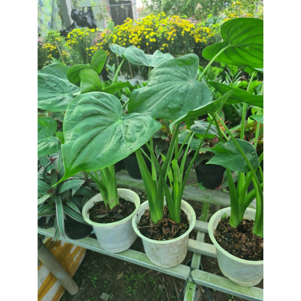 Môn tai phật - Cây đuổi muỗi Caladium hortulanum