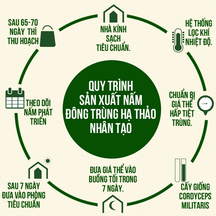 Đông Trùng Hạ Thảo LADOGA sấy thăng hoa đóng hộp 10g