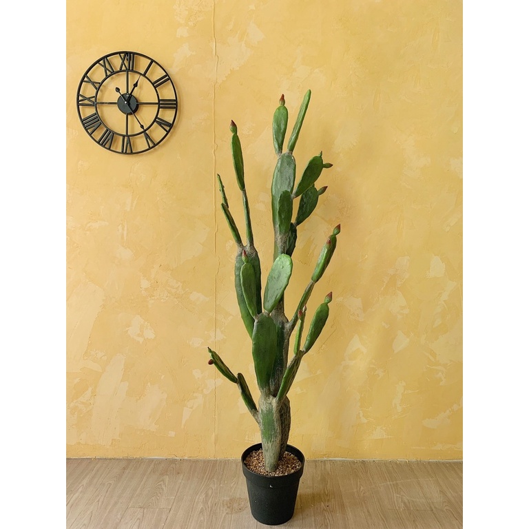 Xương rồng Lê gai ( 65-70cm) - Xương rồng tai thỏ Nopal loại lớn không gồm chậu