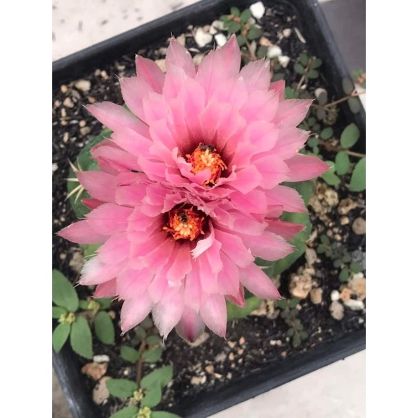 Xương rồng Coryphanta Elephant - Size cây 4-5cm - hoa tím