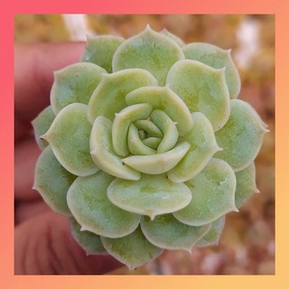 Sen đá ngọc bích size mini, hàng đà lạt, siêu xinh siêu khỏe, lỗi 1 đổi 1