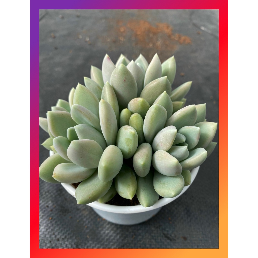 Sen đá sỏi xám bụi nhiều đầu SONDA Garden size trung bình 10-12cm lỗi 1 đổi 1