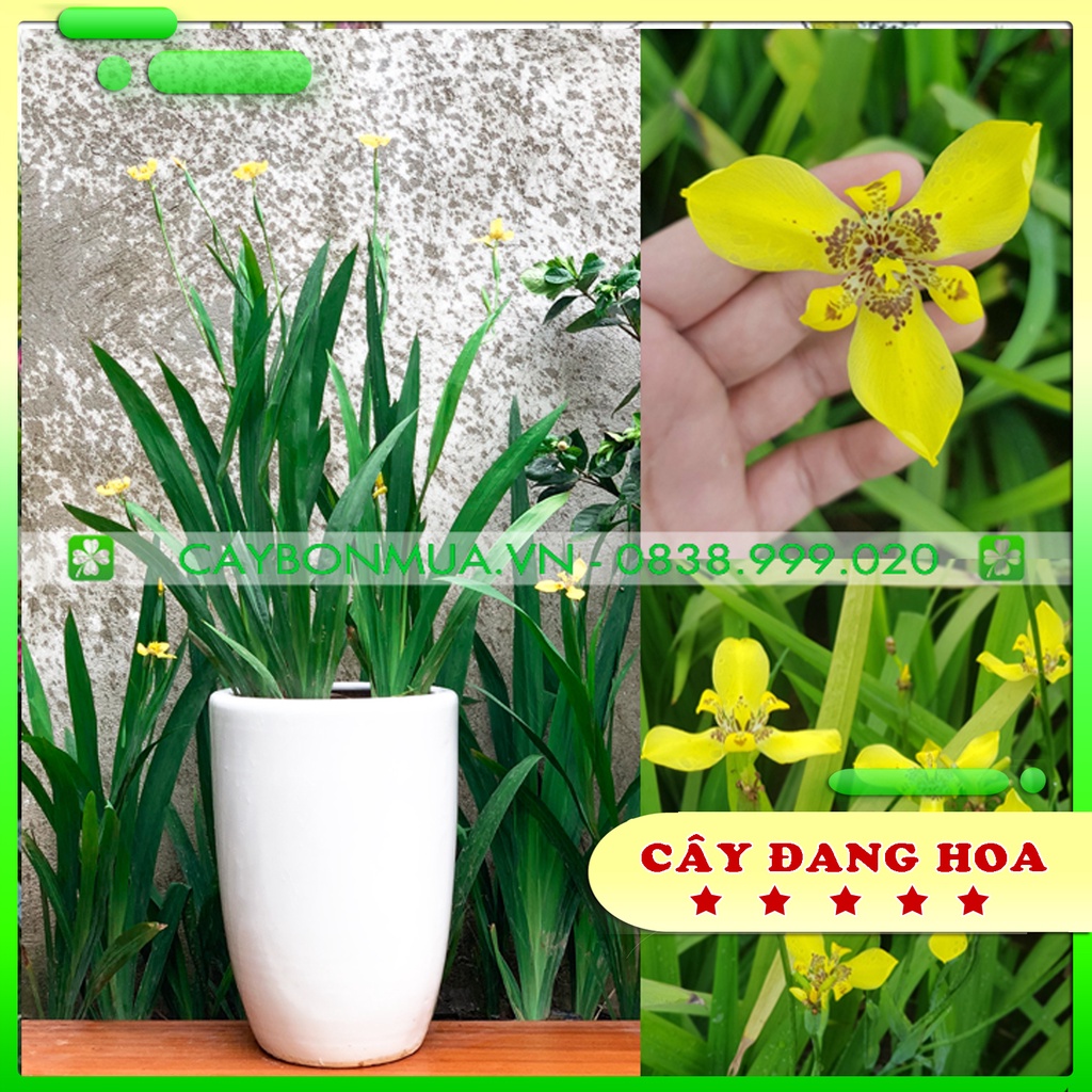 [CỰC HOT] Cây Lan Rẻ Quạt [Hoa đẹp quanh năm], bịch đen cao 40-60cm, hướng dẫn chăm sóc đến khi có hoa.