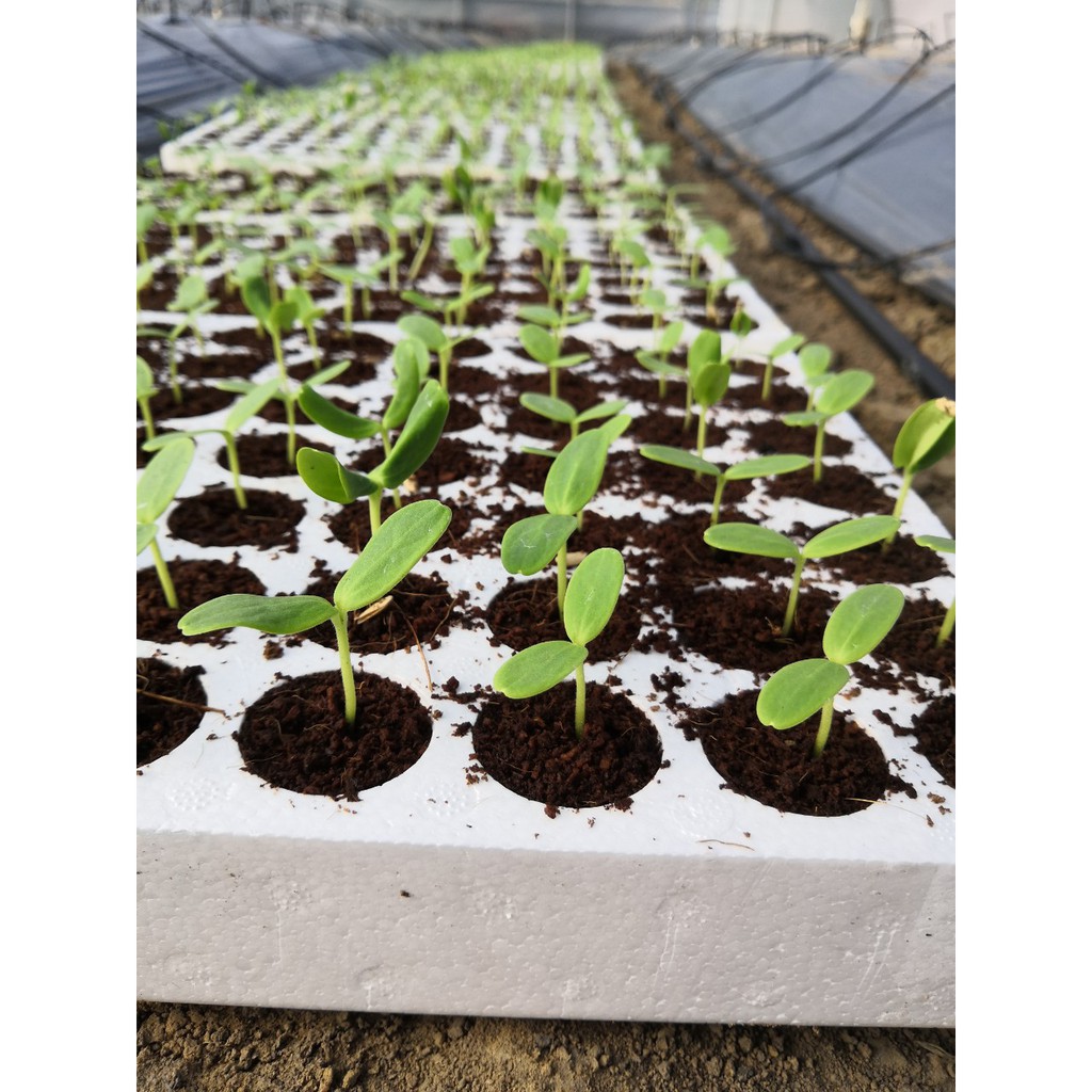 Khay xốp ươm gieo hạt _KIEU FARM