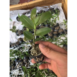 COMBO 3 CỐC Phi điệp 5ct xước hàng gieo hạt