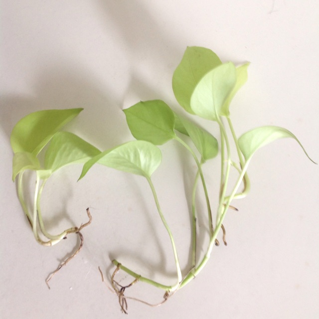 Cây trầu bà neon (trầu bà vàng) trồng thuỷ sinh