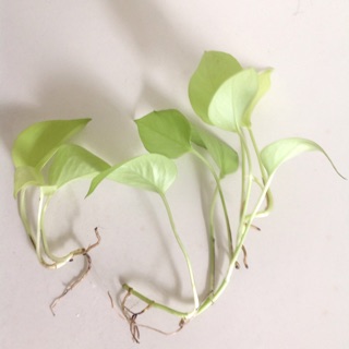 Cây trầu bà neon (trầu bà vàng) trồng thuỷ sinh