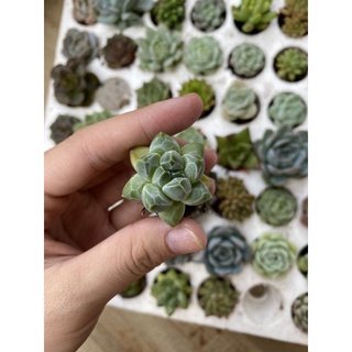 Sen đá kim cương 🌵 hư 1 đổi 1