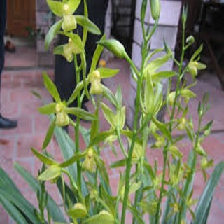CHẬU ĐỊA LAN THANH NGỌC