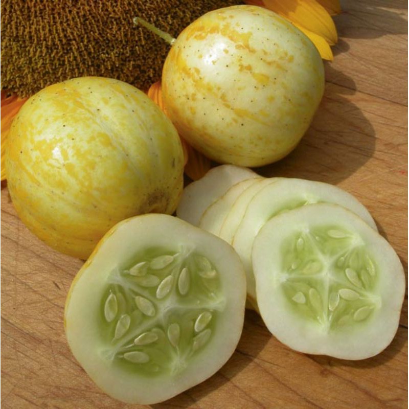 [ Hạt Giống Xanh ] (NK Mỹ) Hạt giống dưa chuột chanh Lemon - (15 hạt)