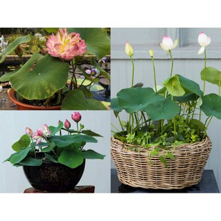 ComBo 10 HẠT HOA SEN NHẬ MINI MIX 7 màu