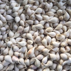 Tỏi Cô Đơn Lý Sơn chính gốc (loại 0.5 kg) | BigBuy360 - bigbuy360.vn