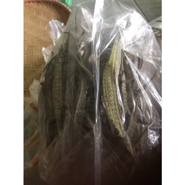 Combo 10 con cá hải long 3 cạnh Kiên Giang