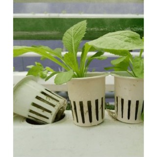 20 RỌ THỦY CANH TRỒNG CÂY - RAU