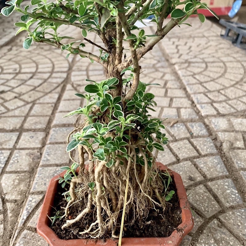 Bạch Tuyết Mai Bonsai ( để bàn )