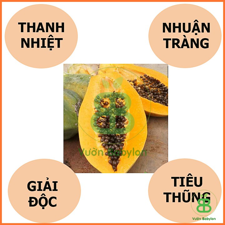 Hạt Giống Đu Đủ Lùn Ruột Vàng 5 Hạt