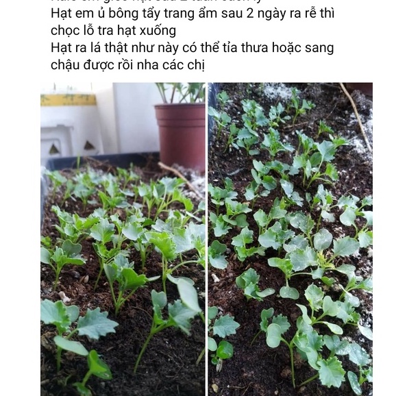 Cải Xoăn Kale Mỹ Khổng Lồ 300 hạt