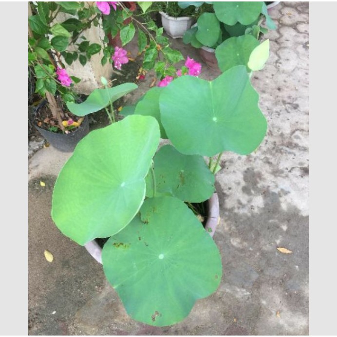 20 Hạt giống Sen Mini Nhật Bản kèm Kích mầm và hướng dẫn ươm trồng