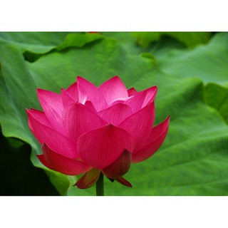 3 Hạt giống hoa sen Nhật