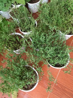 Cây Thyme - Cỏ Xạ Hương