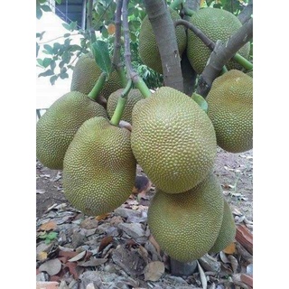 Giống mít tứ quý siêu quả