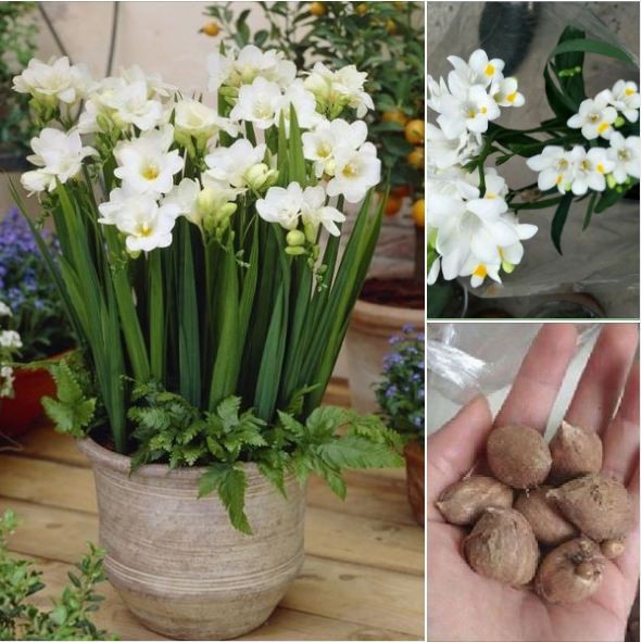 Củ giống hoa lan nam phi hoa màu trắng - ( 1 củ kèm viên nén xơ dừa ươm củ ) - STHG2