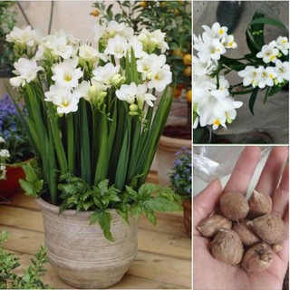 Củ giống hoa lan nam phi hoa màu trắng - ( 1 củ kèm viên nén xơ dừa ươm củ )
