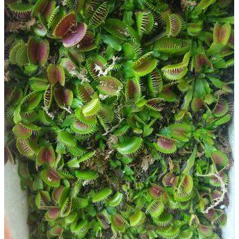 HẠT GIỐNG BẪY KẸP - 10 Hạt/ gói