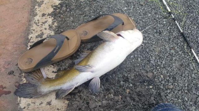 MỒI  CÁ LĂNG CÁ DA TRƠN SIÊU NHẠI 500G LOẠI 1