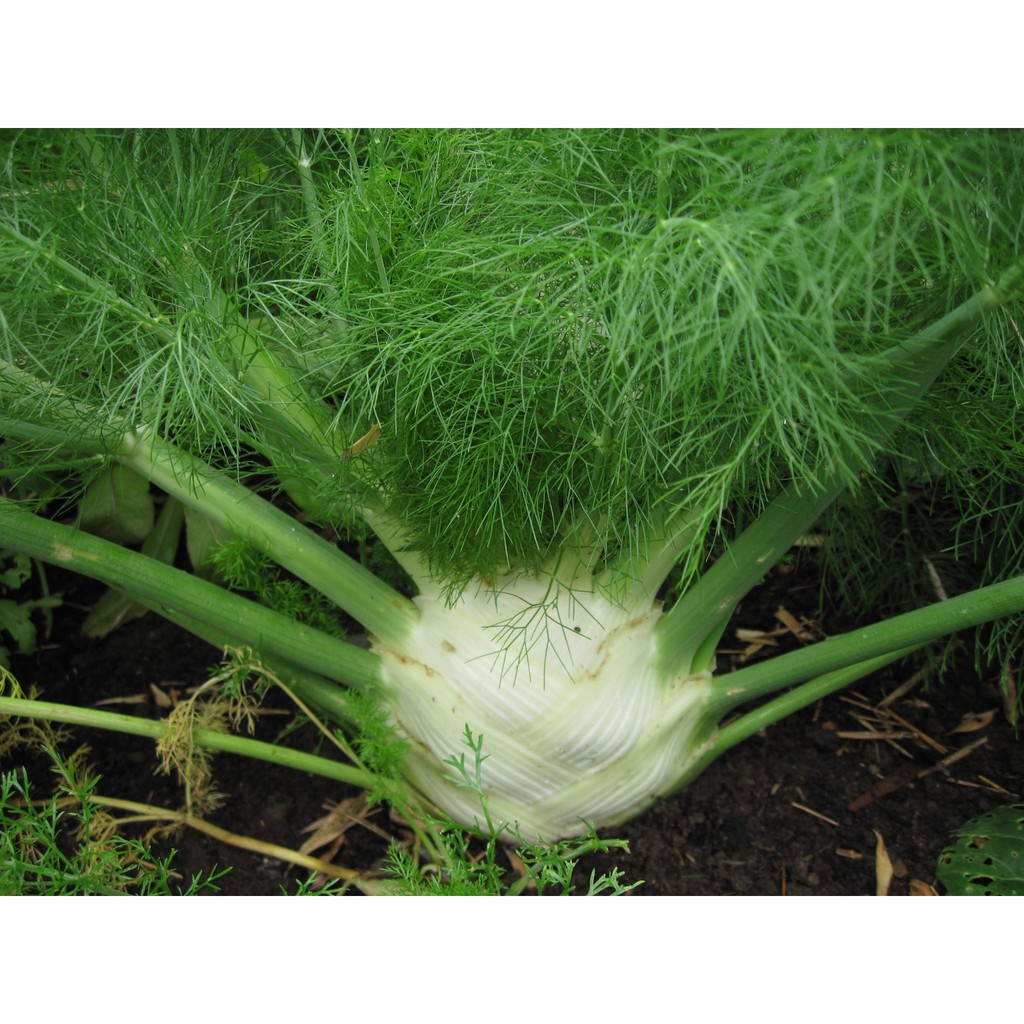 Hạt giống Củ Hồi_ Củ Thì Là F1 Fennel