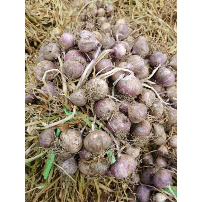 [500g] Tỏi đen cô đơn bóc vỏ - Đặc sản Sơn La