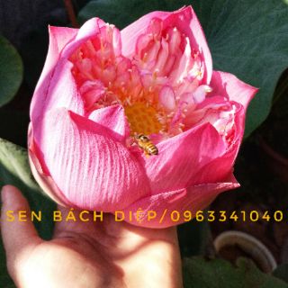 Hạt giống sen Bách Diệp