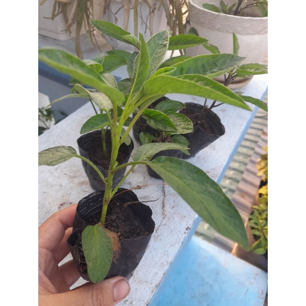 Cây giống dưa pepino nam mỹ ,dưa hấu