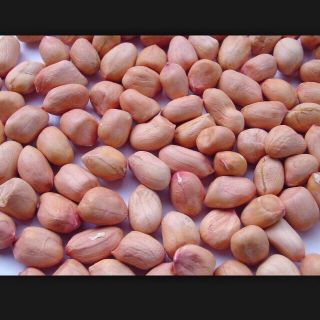 Lạc quê ( Nghệ an)