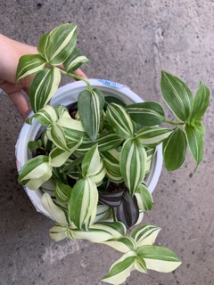 Cây Thài Lài Trắng đột biến
