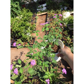 Chậu cây hoa Ngũ Sắc Tím đang nụ hoặc đang hoa - Cây Trâm Ổi - Cosmos Bipinnuatus