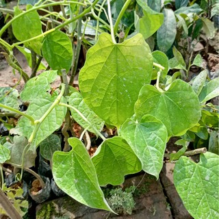 🌿 Bầu giống khoan cân đằng ( dây đau xương ) - giải pháp hiệu quả cho chứng đau xương khớp
