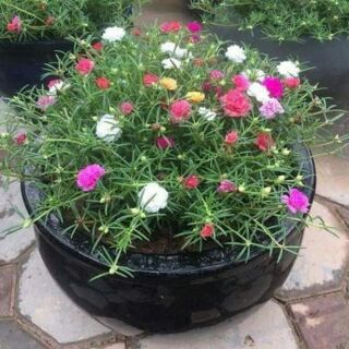 200 hạt hoa mười giờ kép mỹ mix