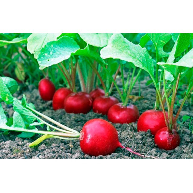 Gói 100 Hạt giống củ cải đỏ mini  KHUYẾN MẠI SHOP MỚI HẠ GIÁ SỈ