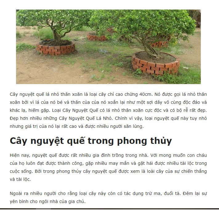 1 Cây Giống Hoa Nguyệt Quế ( ra hoa liên tục )