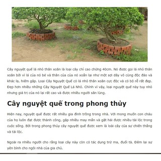 20 cây nguyệt quế con
