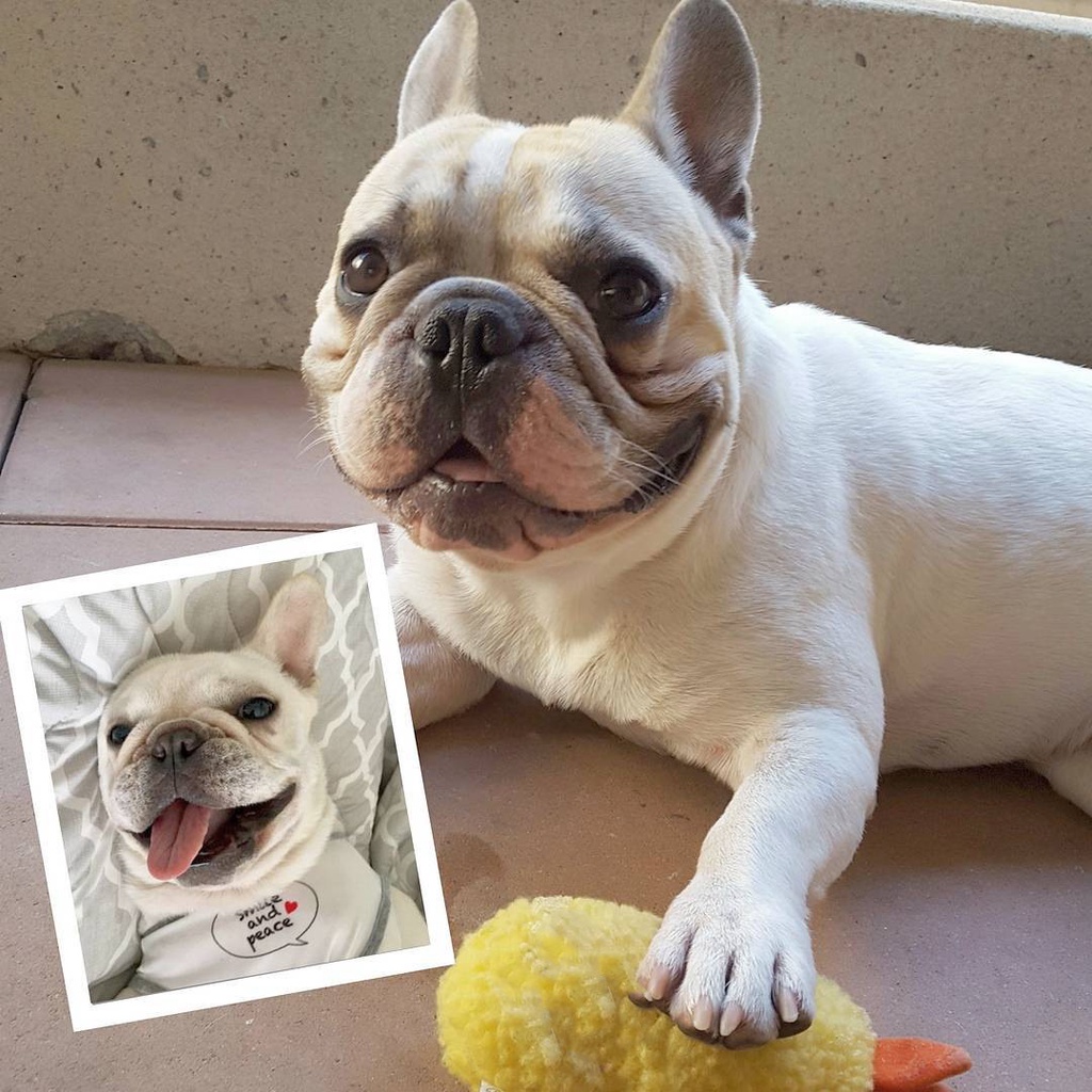 Đồ Chơi GặM HìNh Rau Củ Quả Cho Thú Cưng