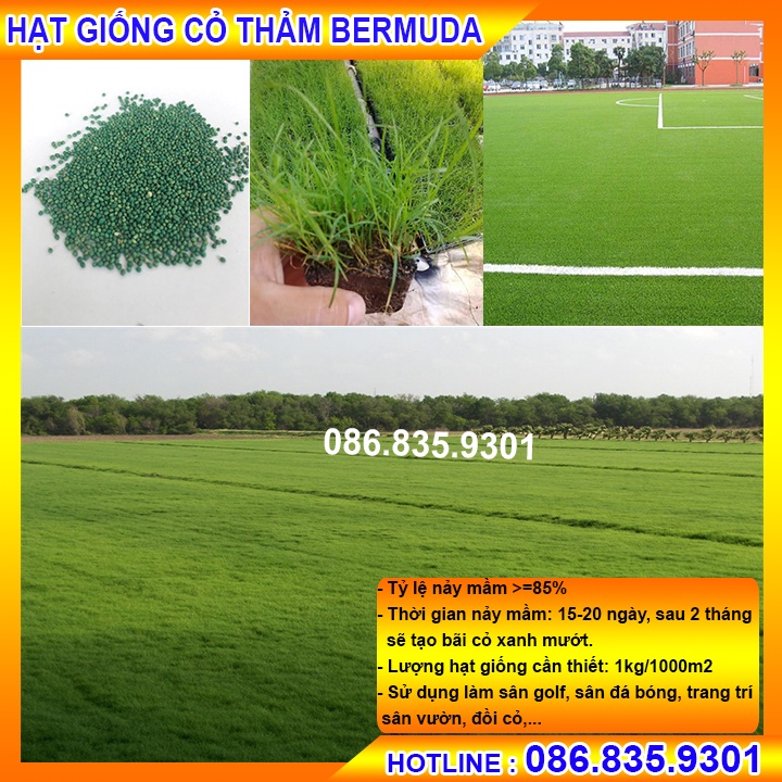 HẠT GIỐNG CỎ THẢM XANH BERMURA  - CỎ THẢM CẢNH, CỎ TRANG TRÍ SÂN VƯỜN, SÂN BÓNG