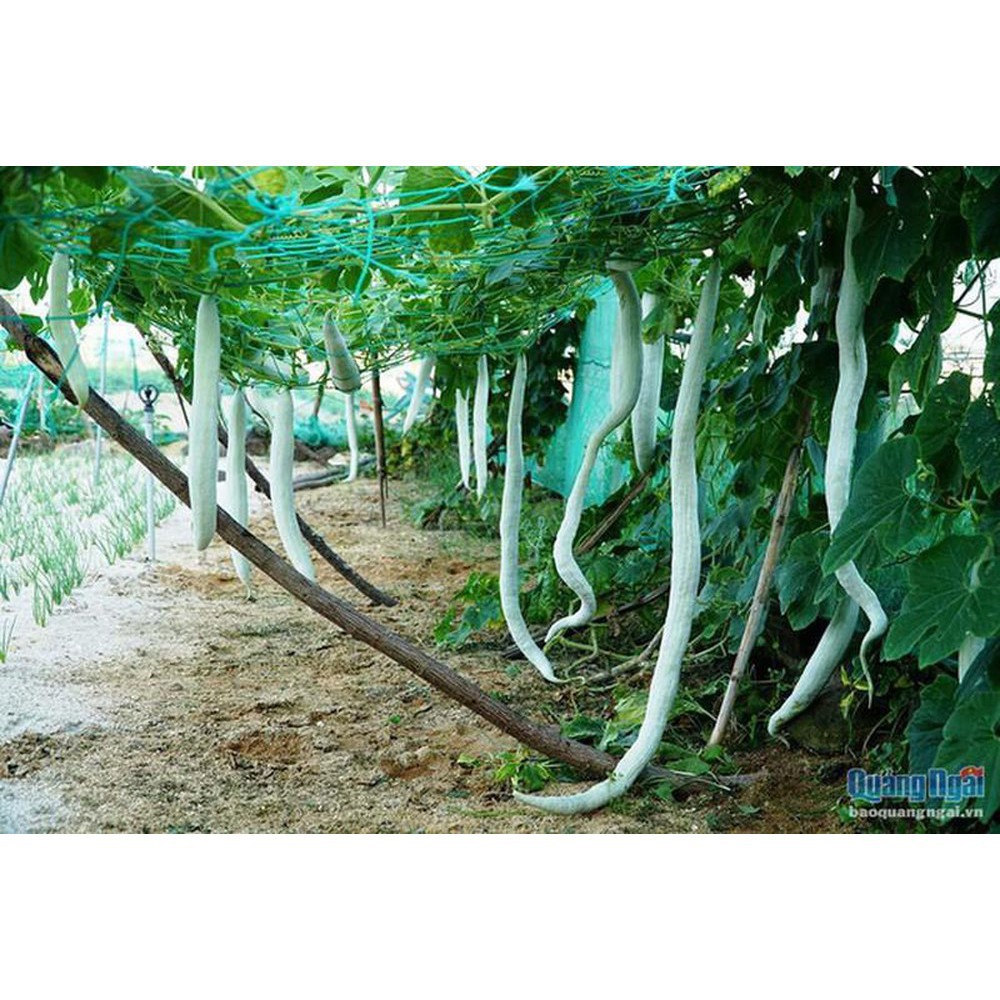 Hạt giống mướp rắn siêu trái giòn ngọt quả dài trồng quanh năm gói 5 hạt