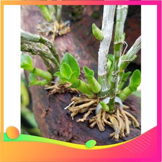 [Hàng chuẩn zin]thuốc kích mầm, kích chồi keiki Cachiusa (Lọ 20ml)