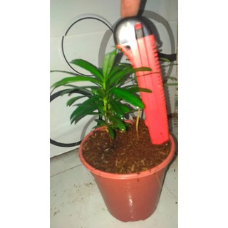 Cây Tùng la hán