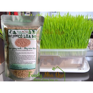 100g Hạt giống cỏ lúa mì
