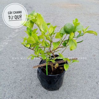 Cây chanh tứ quý, chanh bốn mùa